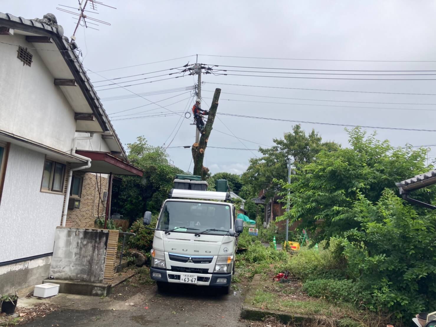 幹の断幹作業を行う田嶋